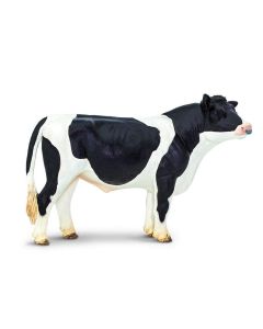 Holstein Bull Safari