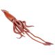 Giant Squid Safari